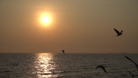 Slow-Motion-Möwe-und-Sonnenuntergang