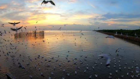 Slow-Motion-Möwe-fliegen-und-Sonnenuntergang