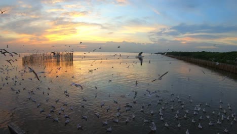 Slow-Motion-Möwe-fliegen-und-Sonnenuntergang