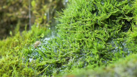 Quellwasser-Dribblings-auf-Moos