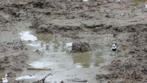 White-Wagtail-seeking-for-food