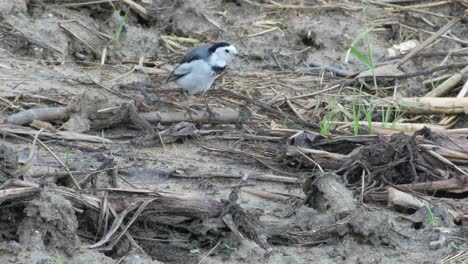 White-Wagtail-cleaning-itself