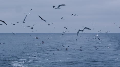 Bandada-de-gaviotas-vuelan-sobre-el-mar-buscando-comida