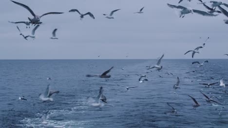 Bandada-de-gaviotas-vuelan-sobre-el-mar-buscando-comida