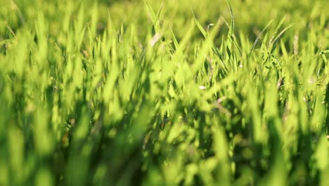 Schließen-Sie-Schuss-Gras-mit-Tau-Tropfen-auf-verschwommenem-Grasboden,-Pfanne