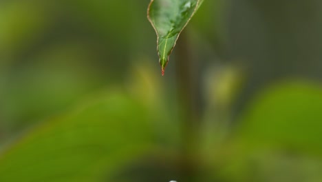 Rain-falling-From-Leaf,-Normandy,-Slow-motion-4K