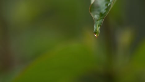 Regen-Sie-fallen-von-Blatt,-Normandie,-Slow-Motion-4K