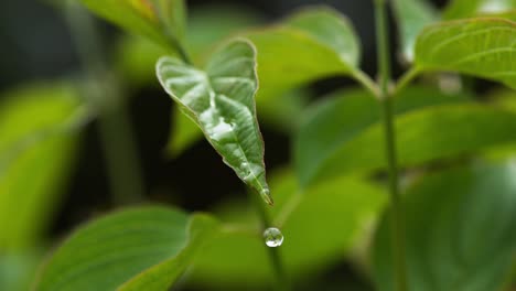 Rain-falling-From-Leaf,-Normandy,-Slow-motion-4K