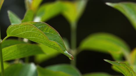 Rain-falling-From-Leaf,-Normandy,-Slow-motion-4K