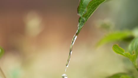 Rain-falling-From-Leaf,-Normandy,-Slow-motion-4K