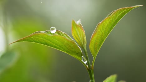 Regen-Sie-fallen-von-Blatt,-Normandie,-Slow-Motion-4K