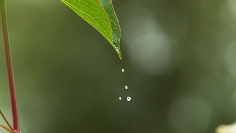 Rain-falling-From-Leaf,-Normandy,-Slow-motion-4K