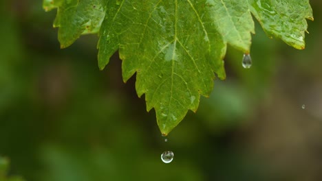 Regen-Sie-fallen-von-Grapevine-Blatt,-Normandie,-Slow-Motion-4K