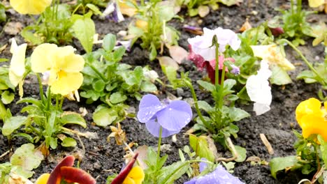 Blumen-auf-dem-Blumenbeet.-Es-ist-ein-feiner-Regen.