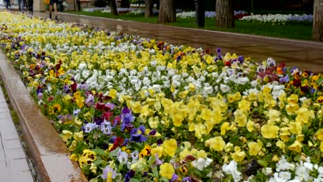 Flowers-on-the-flowerbed.-There-is-a-fine-rain.-People-are-rushing-to-work.