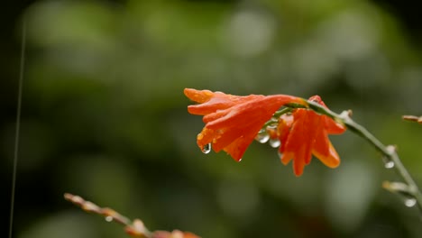 Primer-plano-de-una-hermosa-flor-en-la-lluvia