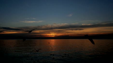 Flock-of-birds-flying-above-sea-at-sunset-slow-motion