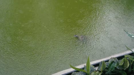 Red-Eared-Slider-Schildkröte-in-regnerischen-Teich