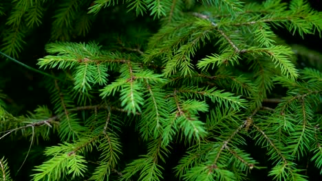 Green-fern-leaves-in-forest.