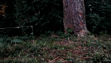 Verschiedene-Stücke-aus-Glas-stehen-im-Wald.-Eine-Kamera-bewegt-sich-um-sie-herum