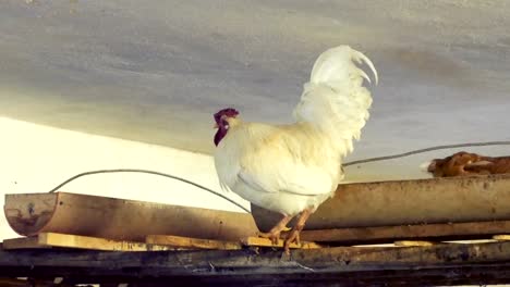 Gallo-y-gallinas-Prepárate-dormir-en-el-granero