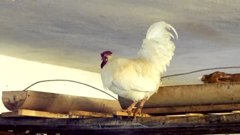 rooster-and-hens-get-ready-to-sleep-in-the-barn