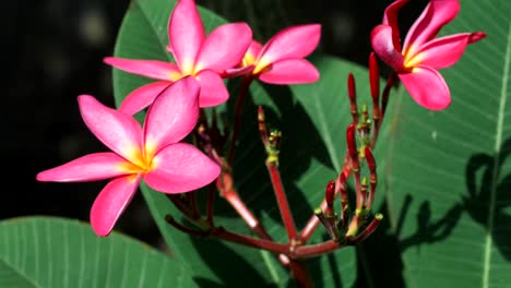 Rama-de-flor-de-plumeria-lila-en-la-luz-brillante-del-sol