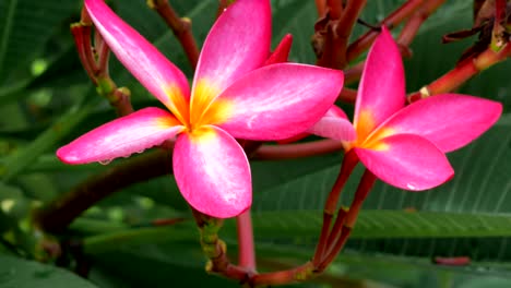 Two-lilac-plumeria-blossom-flower-wiggle-by-breeze-after-tropical-rain