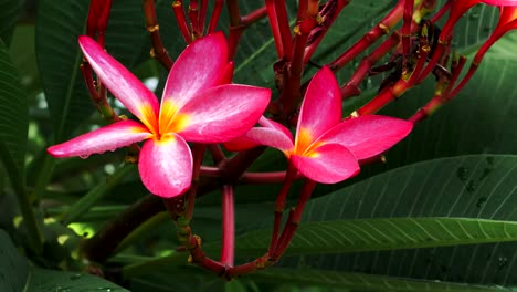 Bright-lilac-plumeria-blossom-flower-wiggle-by-breeze-after-tropical-rain.-Green-leaves-in-background