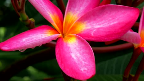 Nahaufnahme-der-Blüte-lila-Plumeria-nach-tropischen-Regen