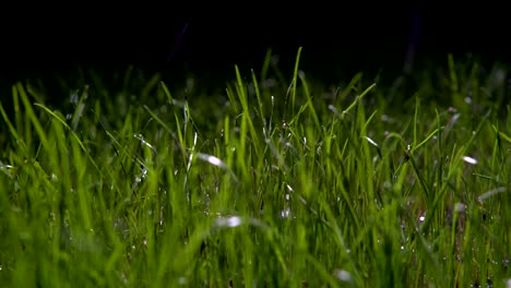 watering-the-grass-with-water