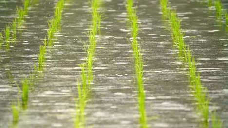 SlowMotion---Rain-falling-in-the-paddy-field-FIX