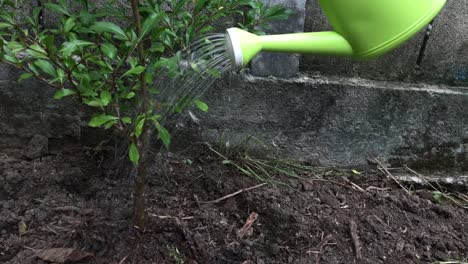 Watering-young-tree-with-green-watering-can-in-slow-motion.-Environment-and-ecology-concept.