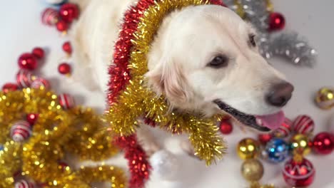 lustige-Tiere---großer-freundlicher-Hund-posiert-im-Studio-mit-Weihnachts-Dekorationen-auf-weißem-Hintergrund