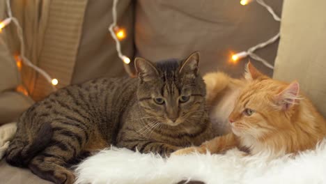 two-cats-lying-on-sofa-with-sheepskin-at-home