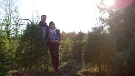 Portrait-of-a-young-mother,-father-and-their-baby-girl-at-a-Christmas-tree-farm,-lens-flare