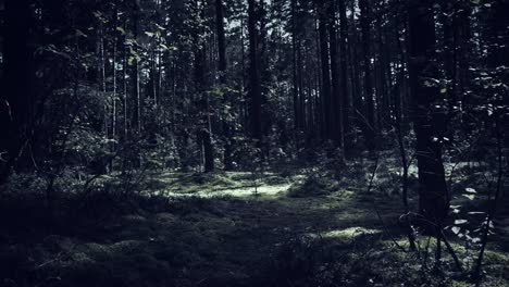 4K-Dolly-Shot-of-Halloween-Horror-Dark-Forest