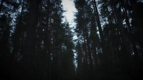 4K-Halloween-Horror-Driving-in--Dark-Forest