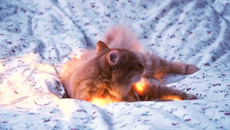 Cute-ginger-cat-biting-shining-light-bulbs.-Fluffy-pet-looks-curiously.-Cozy-home-holiday-background