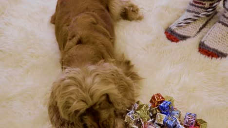 Cute-dog-plays-with-Christmas-garland