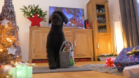 Schöner-kleine-Hund-(Pudel)-bringt-Weihnachtsgeschenke