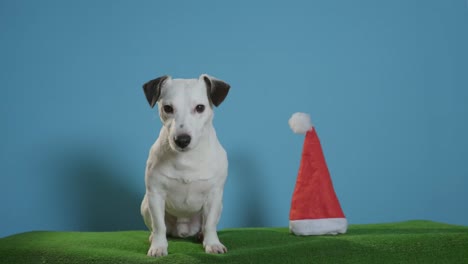 Jack-Russell-Terrier-Hund-mit-Weihnachtsmütze-auf-Türkis-Hintergrund