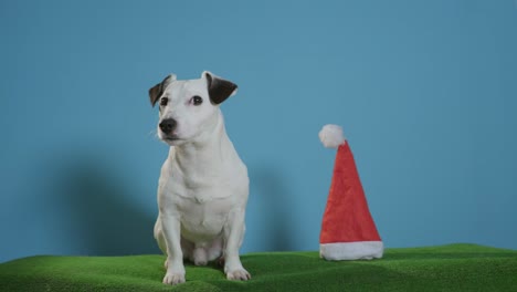 Jack-Russell-Terrier-Hund-mit-Weihnachtsmütze-auf-Türkis-Hintergrund