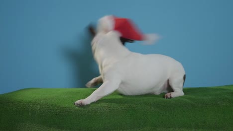 Jack-Russell-Terrier-Hund-mit-Weihnachtsmütze-auf-Türkis-Hintergrund