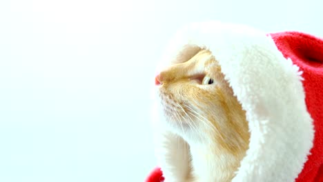 Lindo-gato-en-traje-de-santa