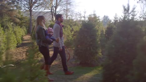 Una-joven-familia-caminando-a-través-de-una-granja-de-árboles-de-Navidad,-el-hombre-que-lleva-una-sierra