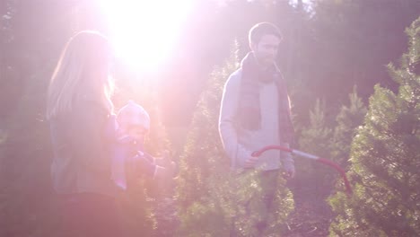 A-young-mother-and-father-with-their-baby-choosing-a-Christmas-tree-at-a-farm