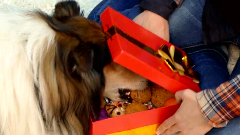 Der-Hund-öffnet-ein-Geschenk,-in-dem-die-Cookies-liegen