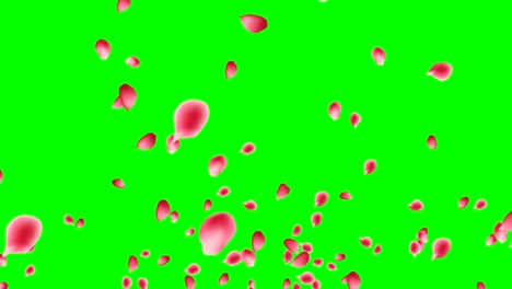 Explosión-de-pétalos-de-rosas-en-pantalla-verde