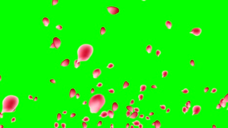 Roses-petals-explosion-on-green-screen